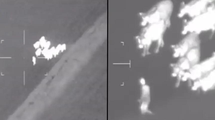 Sosyal medyada gündem olan görüntüler! Polislerden kaçan zanlıyı 'inekler' yakaladı