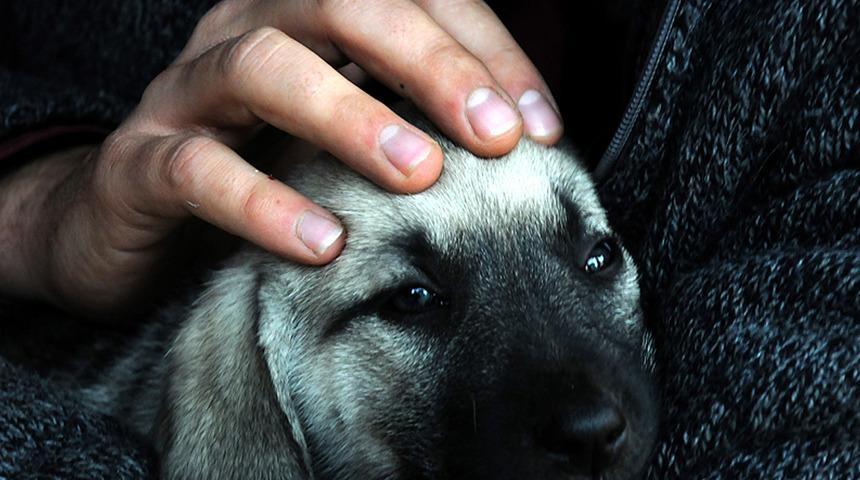 Kocaeli'de 8 sahipsiz k&ouml;pek zehirlendi! Ekipler harekete ge&ccedil;ti