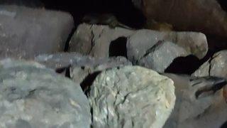 Kartal Sahili’nde kayalıkların arasından çıkan su samuru vatandaşları şaşırttı! Hemen kayda aldı