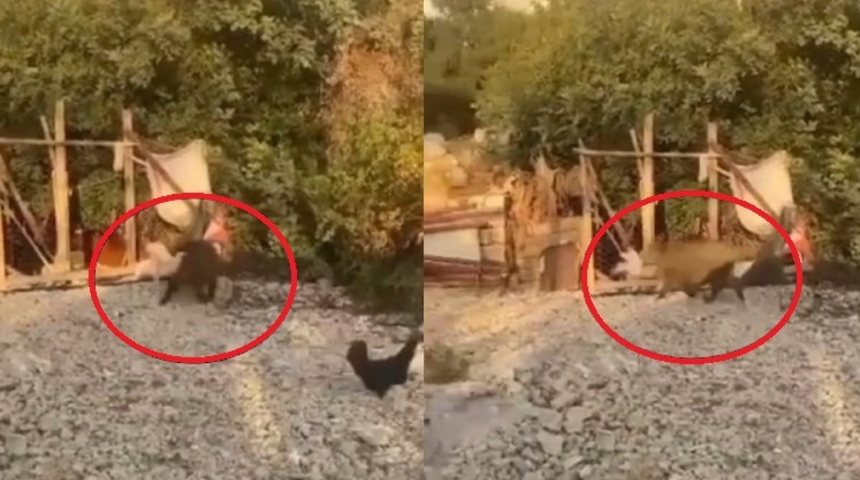 Gündüz vakti sokaklara kadar inip, tavukları götürmeye başladılar! 'Vursak cezası var nefret ettik artık'