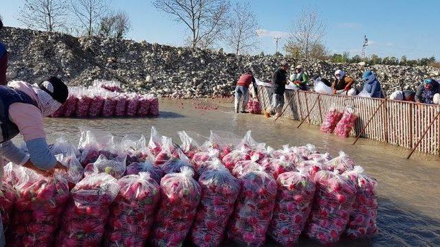 'Kırmızı altın' diyorlar... İlçeye yılda 100 milyon lira kazandırıyor