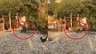 Mahalleliyi tedirgin eden olay! Gündüz vakti sokağa inen domuzlar yakaladıkları tavuğu götürdü