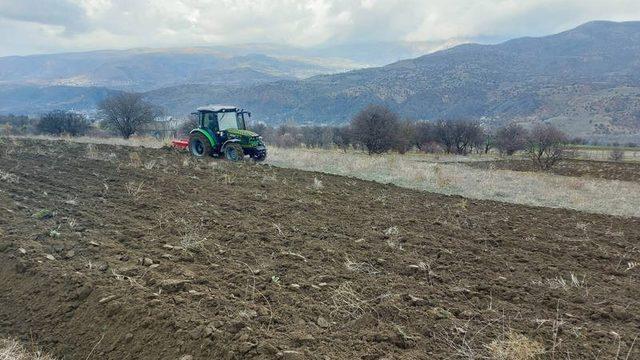 Boş tarım arazileri siyez buğdayı ile buluşuyor
