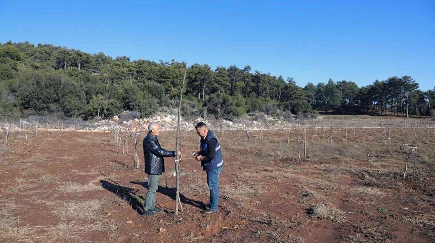 Büyükşehir’den yüzde 50 hibe alarak ceviz tarlası oluşturdu