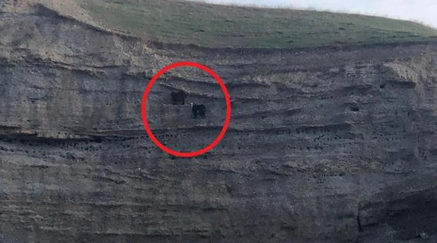 2 gündür mahsur kalan 2 keçiyi AFAD kurtardı