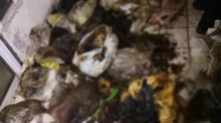 İhbar sonrası karşılaştıkları manzara tüyler ürpertti: Hepsi ölü ve çürümüş halde bulundu! Marmaris'te gizemli olay