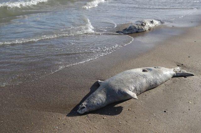 1_Around-2500-dead-seals-wash-as