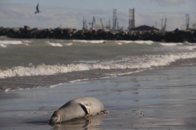 2_Around-2500-dead-seals-wash-as