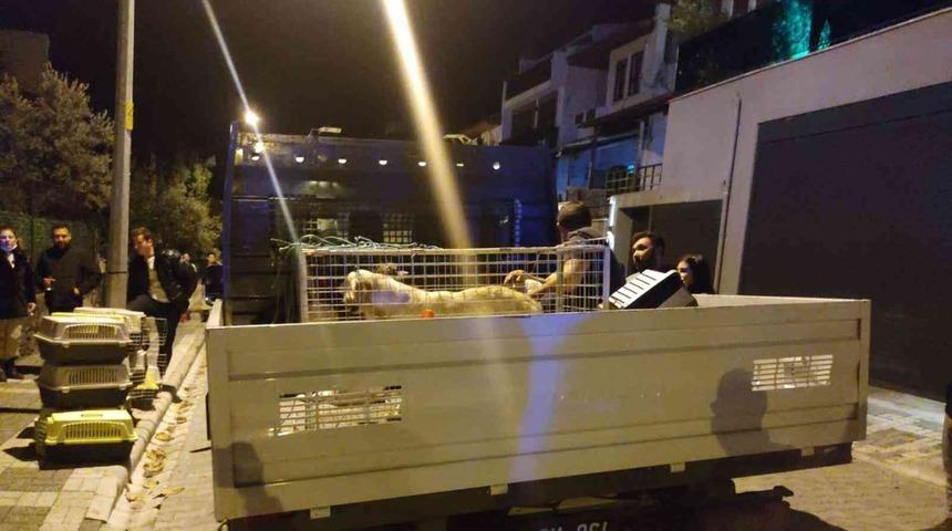 Evinde &ccedil;ok sayıda kedi k&ouml;pek &ouml;l&uuml;s&uuml; bulunan kadın akıl hastanesine sevk edildi