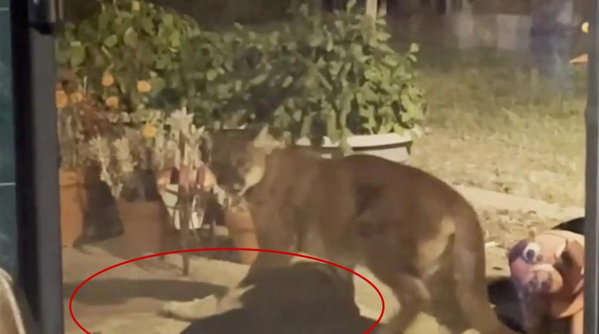 Tüyler ürperten görüntüler! Evine giren dağ aslanını köpeğini boğazlayıp sürüklerken yakaladı