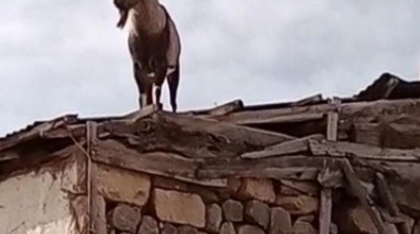 Köpeklerden kaçan dağ keçisi evin damına çıktı