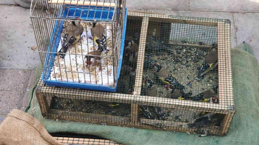 Saka kuşu besleyen şahsa 26 bin TL ceza kesildi, kuşlar doğaya salındı