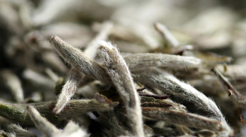 Antioksidan deposu, vücudu yeniler! Beyaz çaylı detoks suyu tarifi