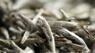 Antioksidan deposu, vücudu yeniler! Beyaz çaylı detoks suyu tarifi