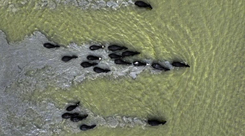 Afrika değil İstanbul! Sürü halinde görüntülendiler