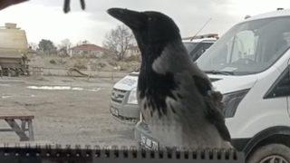 Karganın yaptığına bakın! Şantiyenin anahtarını alıp kaçınca neye uğradığını şaşırdı