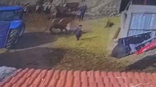 Korku dolu anlar! 8 yaşındaki oğlunu boğa saldırısından kurtardı