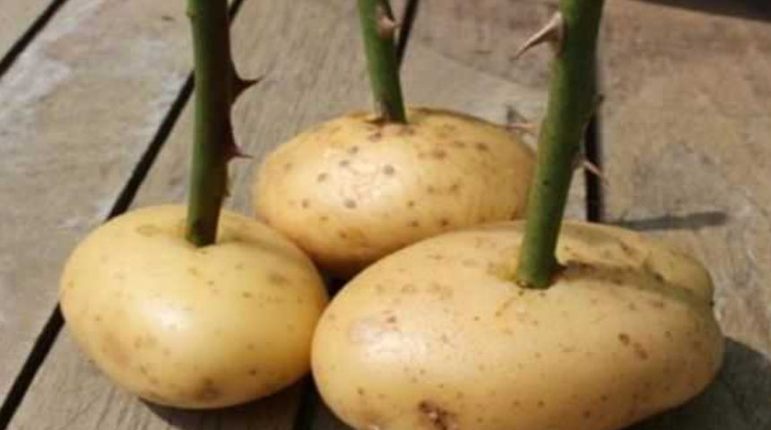 Patatesin i&ccedil;ine yerleştirdiği g&uuml;l sapının sonucuna inanamadı! Her şey bir hafta i&ccedil;inde ger&ccedil;ekleşti