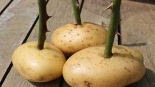 Patatesin içine yerleştirdiği gül sapının sonucuna inanamadı! Her şey bir hafta içinde gerçekleşti