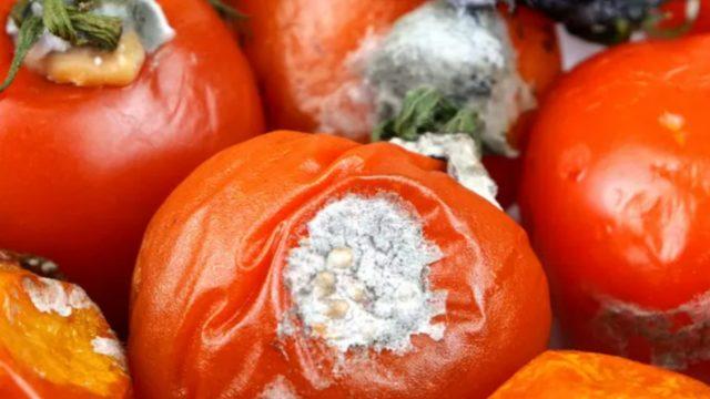 Bugüne kadar çöpe attığınız için üzüleceksiniz! Çürük domatesin hiç bilinmeyen faydaları: Resmen hazine gibiymiş