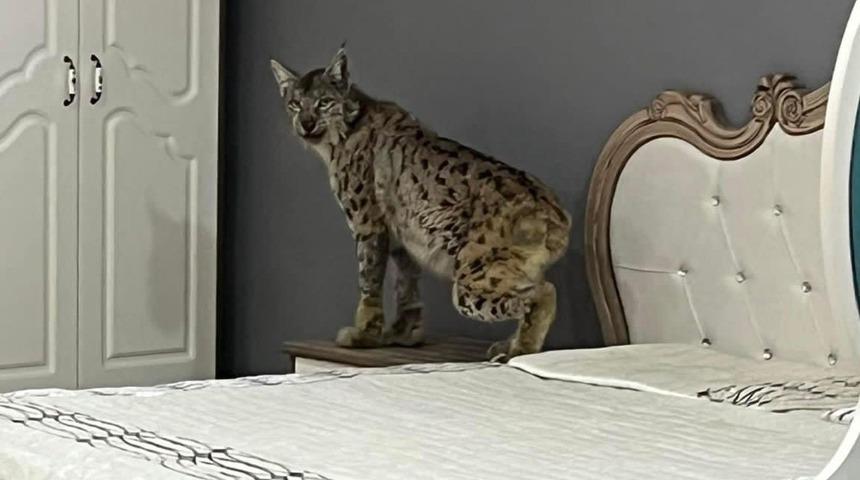 Vaşak mobilya mağazasına girerse...