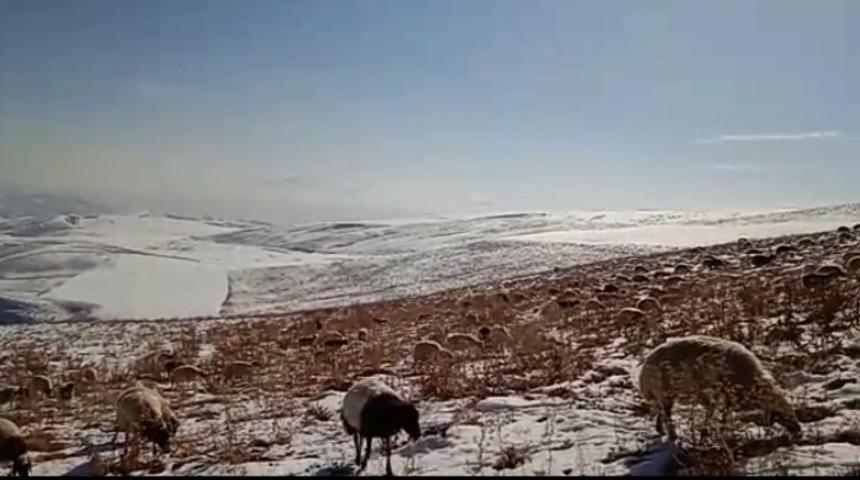 Karla kaplı merada s&uuml;r&uuml;lerin otlanması g&uuml;zel g&ouml;r&uuml;nt&uuml; oluşturdu