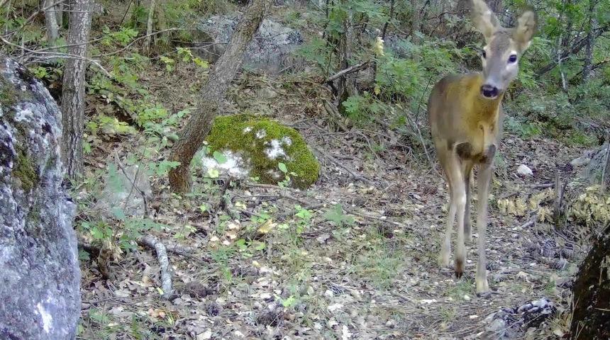 Tokat’ta vahşi yaşam fotokapana yansıdı