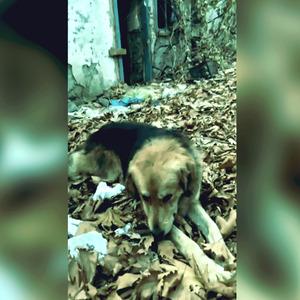 Artvin’de baraj sularının yükseldiği köyde mahsur kalan köpek botla kurtarıldı