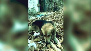 Artvin’de baraj sularının yükseldiği köyde mahsur kalan köpek botla kurtarıldı