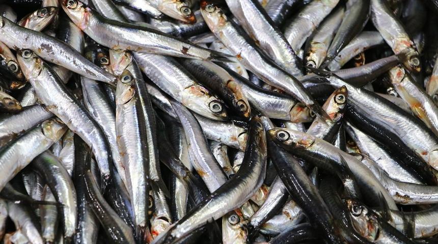 Tekirdağ'da hamsi tezgahları süslüyor