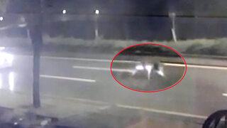 Ankara'da eşi benzerine az rastlanır olay! Aslan kafesinden kaçtı, bahçelerinde görünce büyük korku yaşadılar: Önüne çıkanı parçalardı