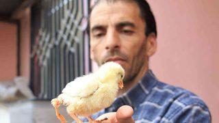 Sosyal medyadan fotoğrafını paylaştı, 10 katı fazla fiyat teklif ettiler! Görenleri şaşırtan civcivin sahibi: İlk geldiğinde fark etmedik, bir hafta sonra...