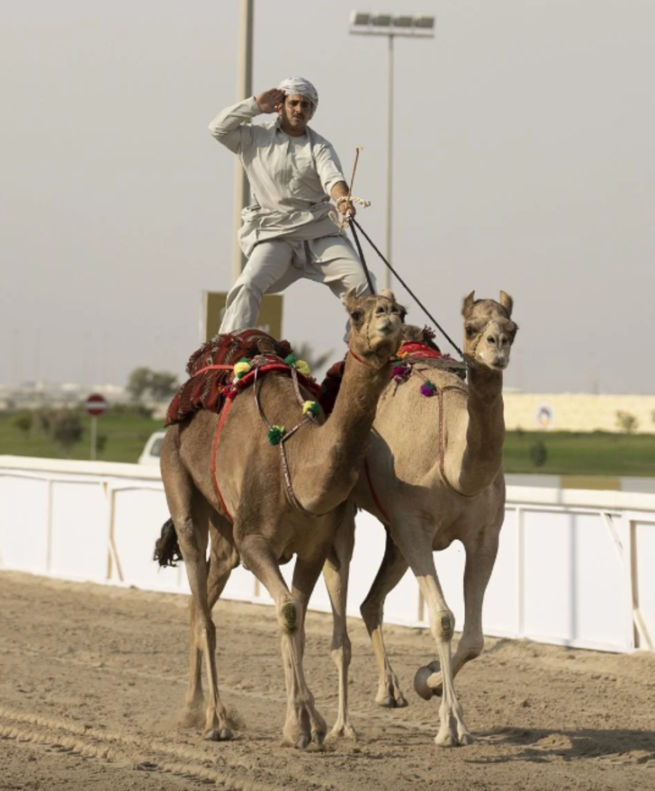 Katar'daki o görüntü dünyayı şaşkına çevirdi! Sahaya develerle çıktılar G3