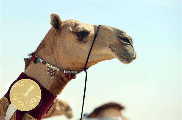 Katar'daki o görüntü dünyayı şaşkına çevirdi! Sahaya develerle çıktılar G4