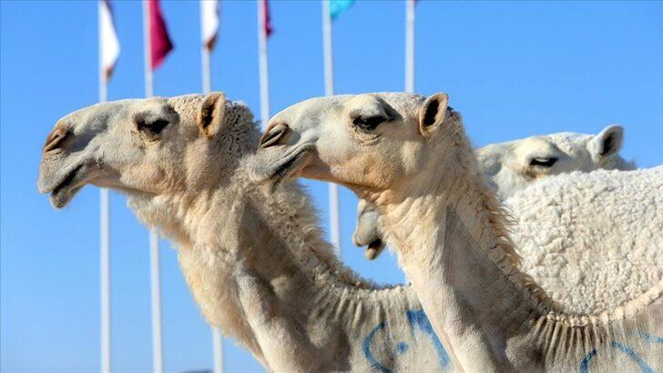 Katar'daki o görüntü dünyayı şaşkına çevirdi! Sahaya develerle çıktılar G5