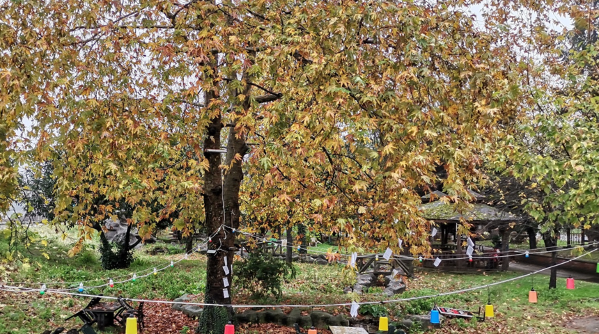 Giresun'da bu ağacı gören dönüp bir kez daha bakıyor! 'Durumu anlatınca şaşkına dönüyorlar'