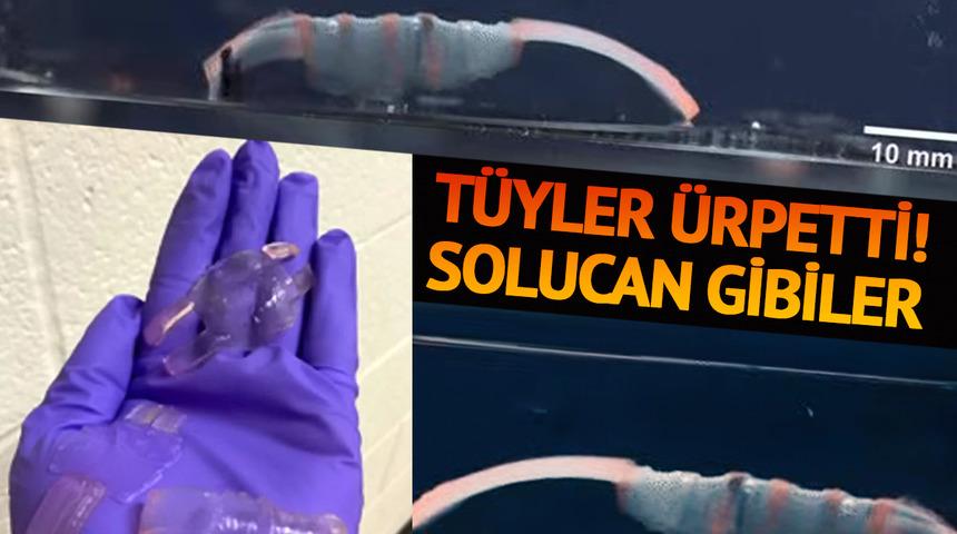 Tüyler ürpertti! Solucan gibiler: Vücutta gezinecek, hastalıkları iyileştirecekler
