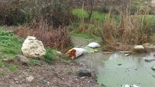 Çocukken yüzüyorlardı! Son hali içler acısı... Vatandaş tepki gösteriyor