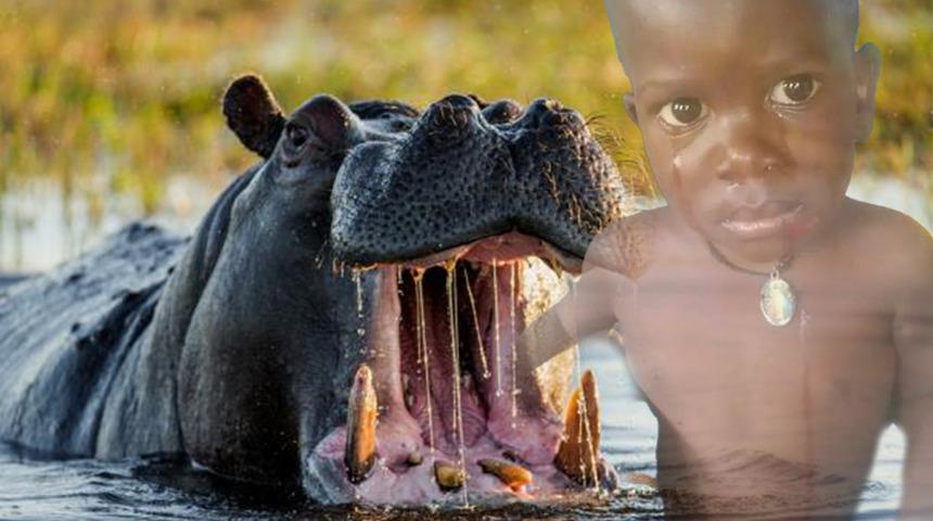 Akılalmaz olay! Su aygırı 2 yaşındaki çocuğu canlı canlı yuttu... Tadını beğenmeyince geri tükürdü