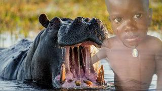 Akılalmaz olay! Su aygırı 2 yaşındaki çocuğu canlı canlı yuttu... Tadını beğenmeyince geri tükürdü