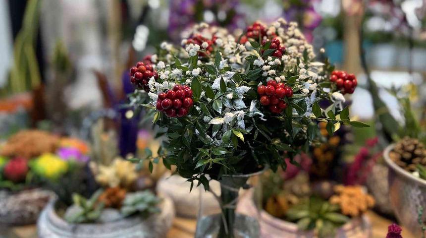 100 TL'ye ev sahibi olmak isteyenler akın ediyor! '1 yıl boyunca solmazsa...' Yılbaşı çiçeği kokinaya ilgi büyük