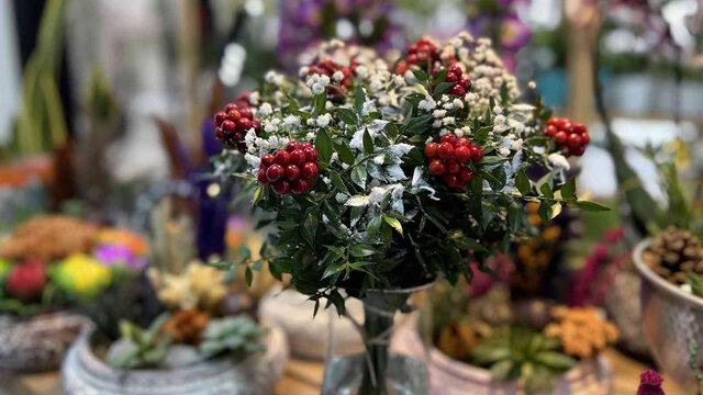 100 TL'ye ev sahibi olmak isteyenler akın ediyor! '1 yıl boyunca solmazsa...' Yılbaşı çiçeği kokinaya ilgi büyük