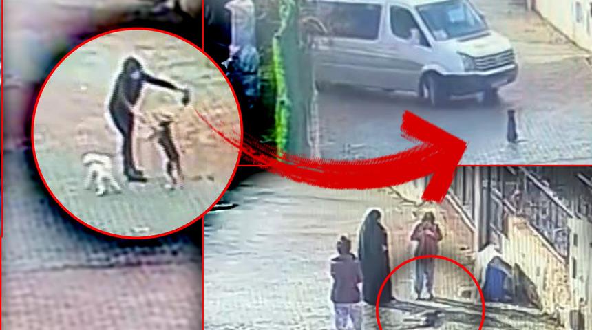 Site sakinleri şok yaşadı! Servis şoförü köpeği ezip geçti, geriye bu görüntüler kaldı