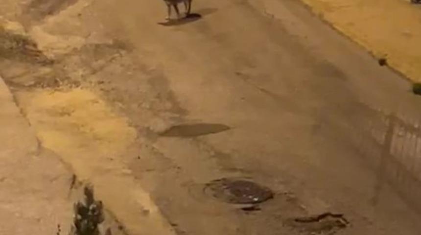 Amasya’da kurtlar şehir merkezine indi