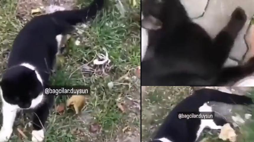 Büyü için kesmişler! Bağcılar'daki korkunç 'kedi' iddiası sosyal medyanın gündemine oturdu