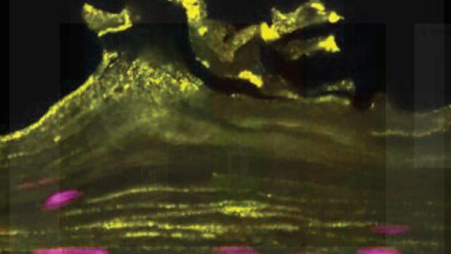 Çip üzerinde kadın cinsel organı ürettiler! Akıllara durgunluk verdi... Tıpkı gerçeği gibi davranıyor