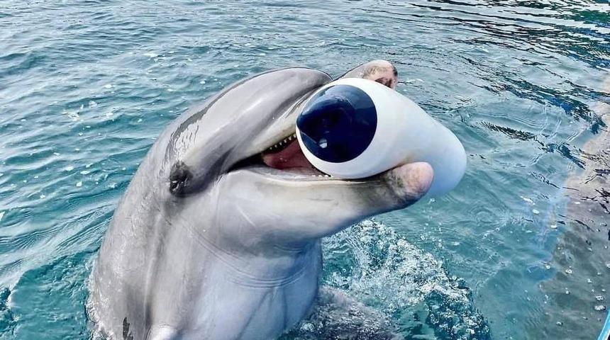 Marmaris&rsquo;teki yunus parkında bir yunus daha hayatını kaybetti