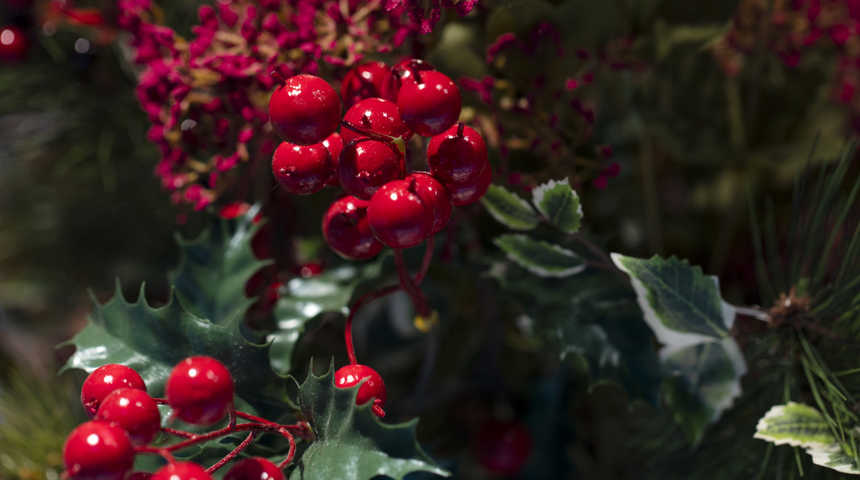 B&uuml;t&uuml;n yıl boyunca uğur getirir! Ev aldırdığına inanılan kokina &ccedil;i&ccedil;eğinin faydaları 