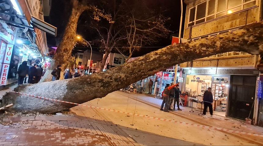 Bursa'da devrilen ağaç iş yerlerine zarar verdi