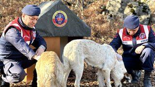 Aksaray'da jandarma ekipleri, sahipsiz hayvanlar için kulübe yaptı